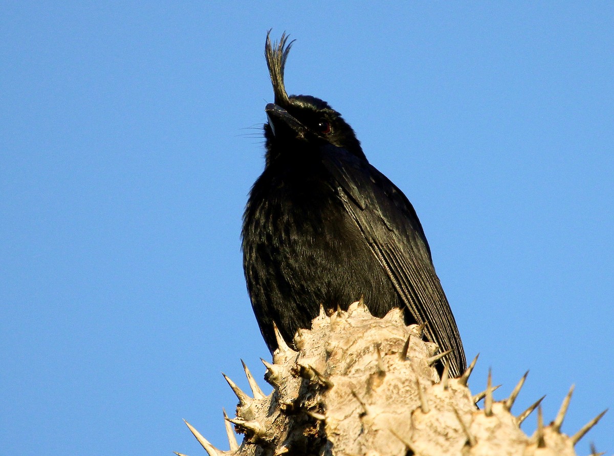 Crested Drongo (Madagascar) - Luis Mario Arce