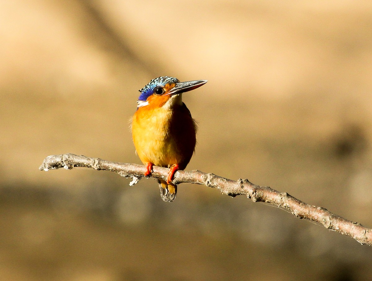 Malagasy Kingfisher - Luis Mario Arce