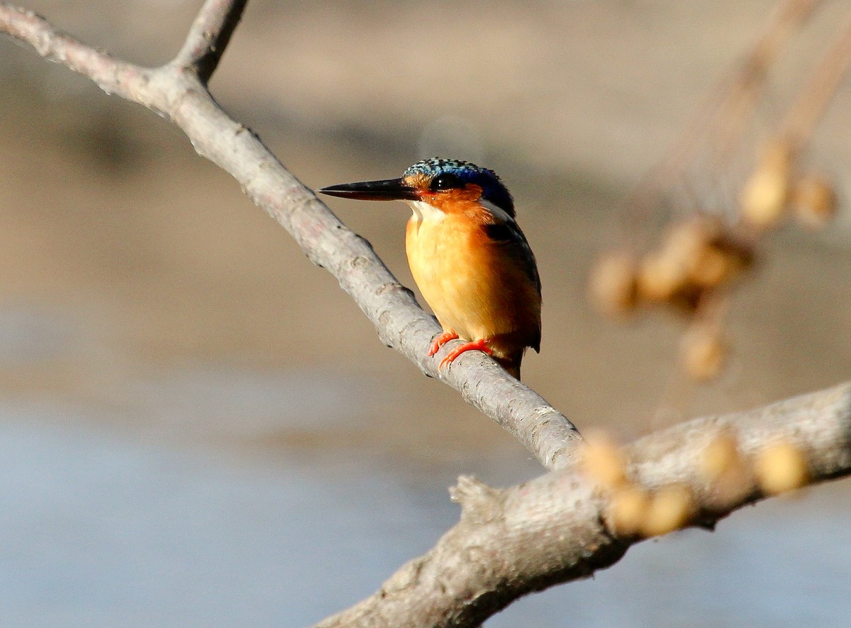 Malagasy Kingfisher - Luis Mario Arce
