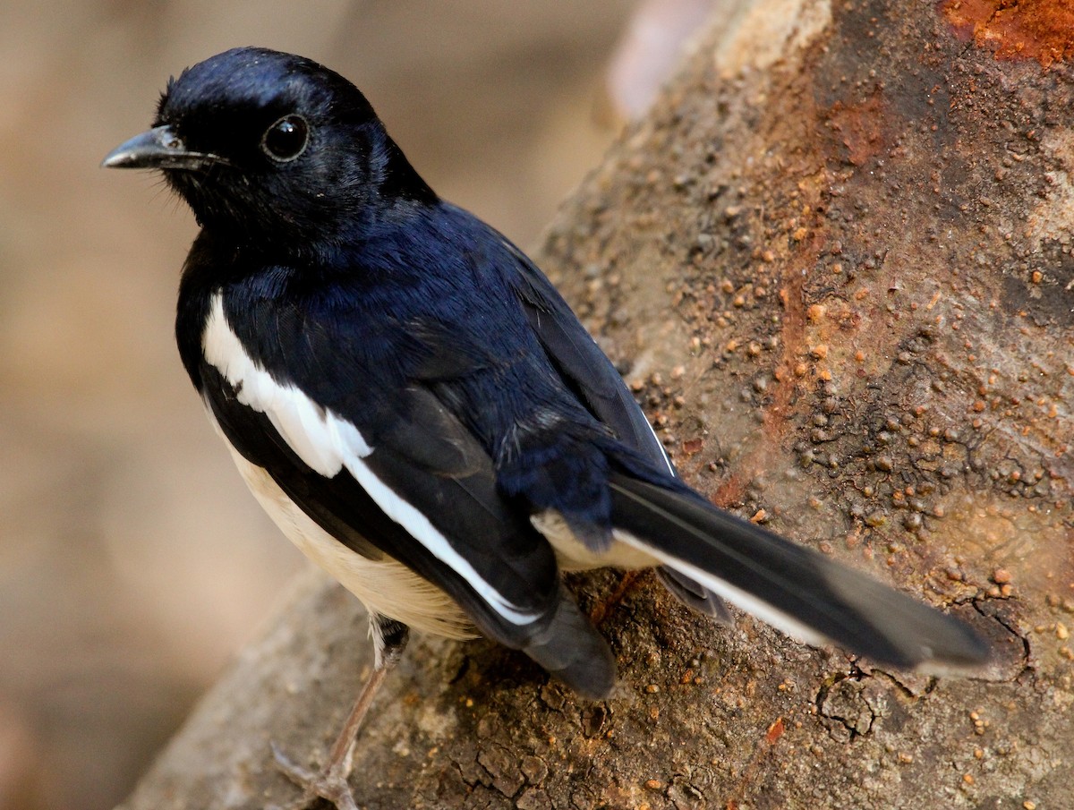 Madagascar Magpie-Robin (White-winged) - ML204814791