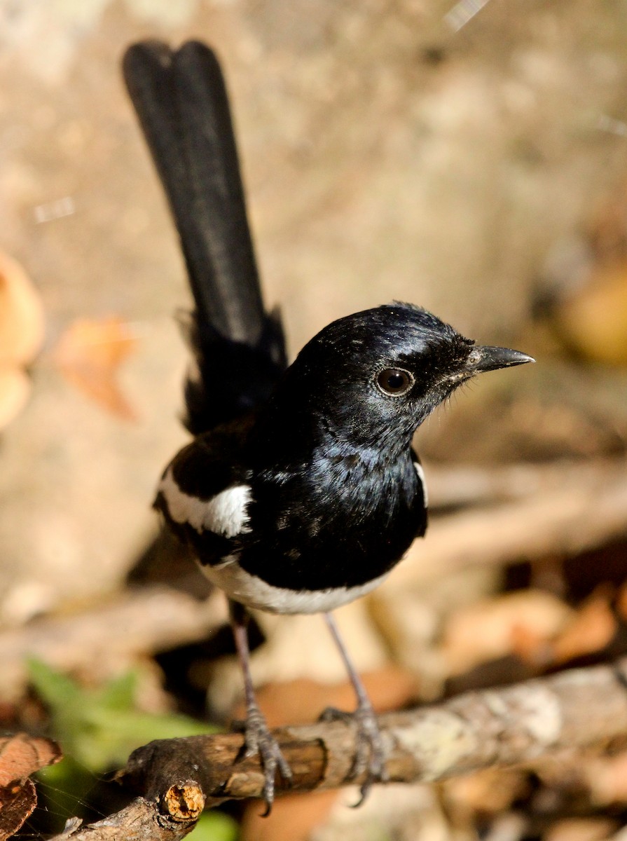 Madagascar Magpie-Robin (White-winged) - ML204814801