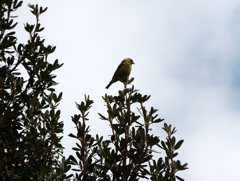 bird sp. - ML204814941