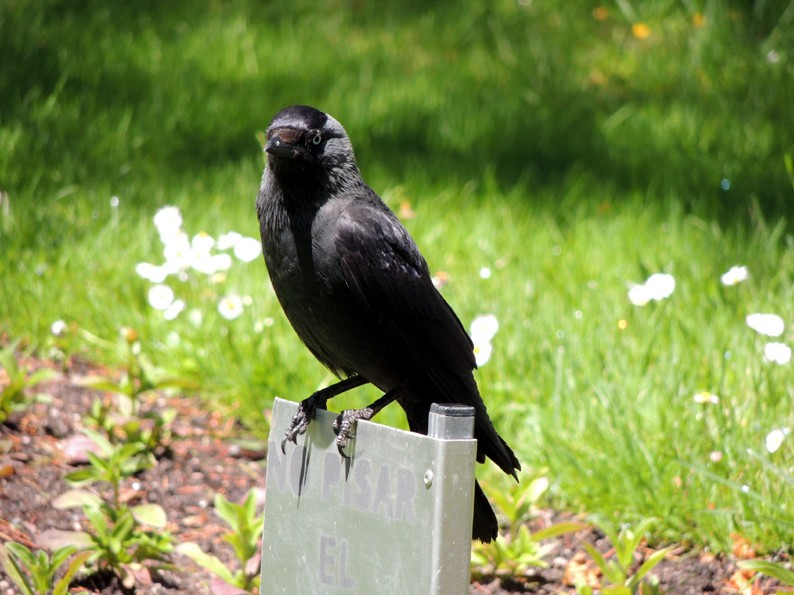 Eurasian Jackdaw - ML204815031