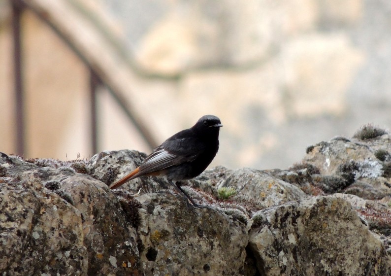 Black Redstart - ML204815071