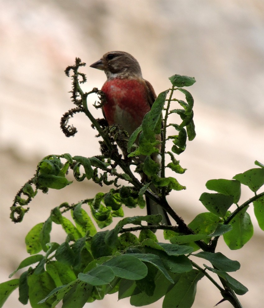 Eurasian Linnet - ML204815161