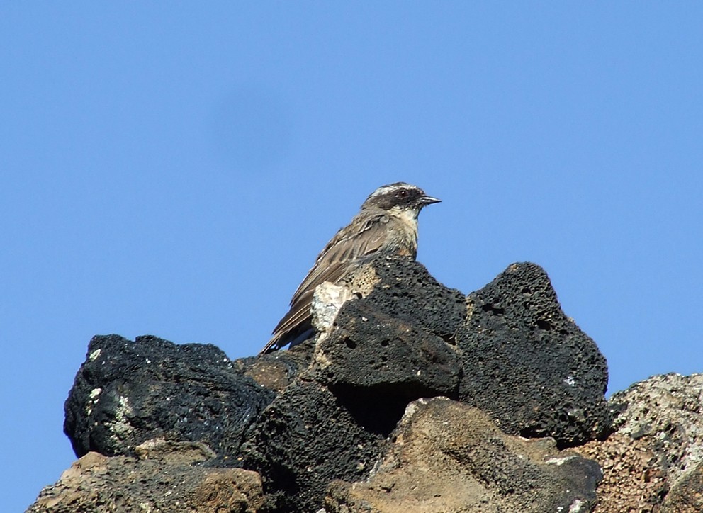 Brown Accentor - ML204815431