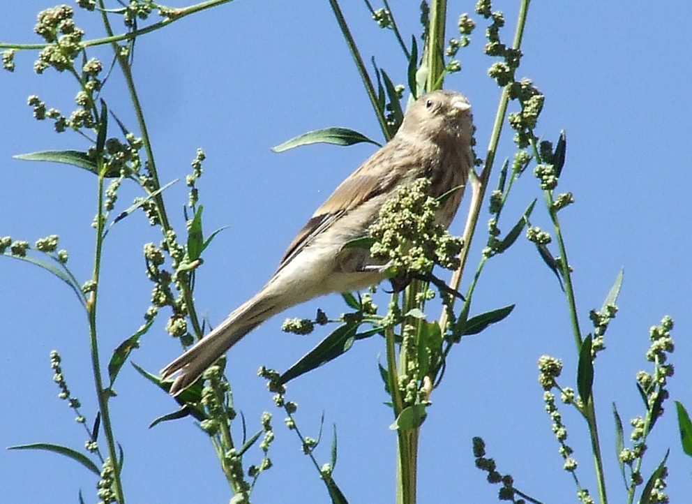 Eurasian Linnet - ML204815581