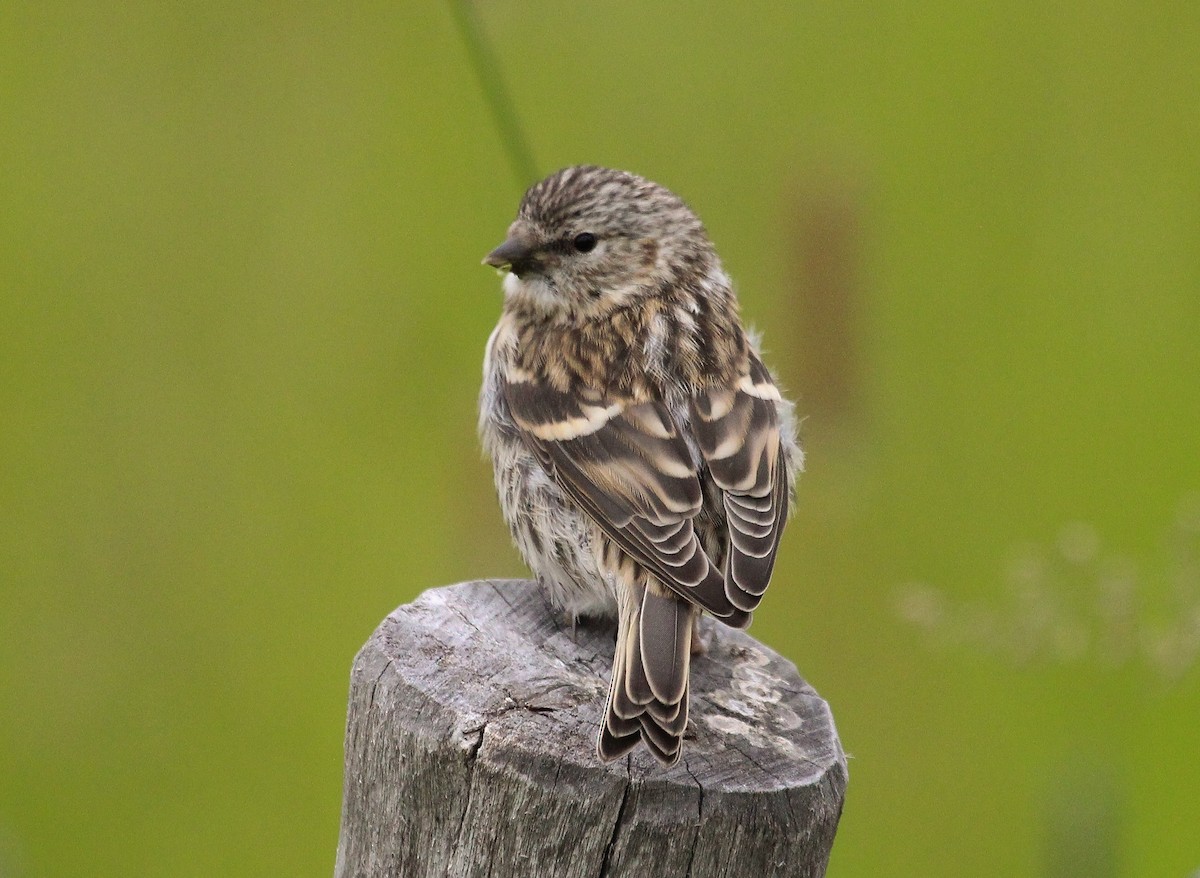 Common Redpoll (flammea) - ML204815981