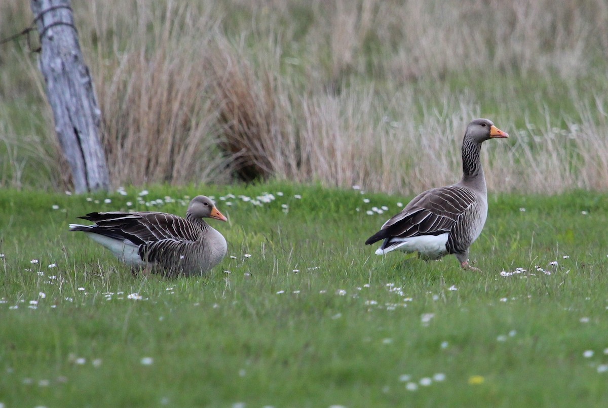 Graylag Goose (European) - ML204816541