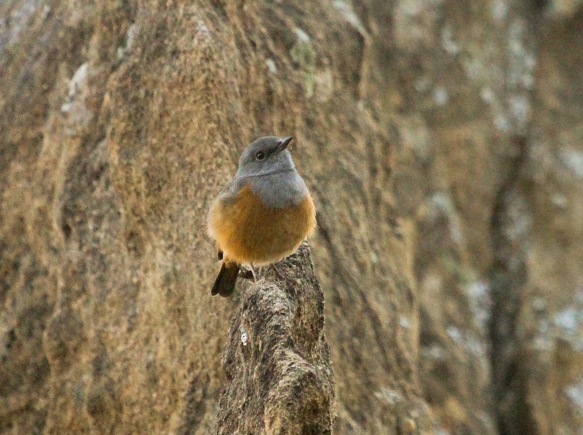 Forest Rock-Thrush (Benson's) - ML204816741