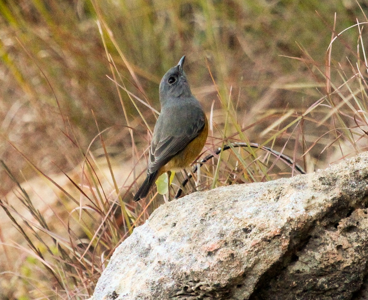 Forest Rock-Thrush (Benson's) - Luis Mario Arce