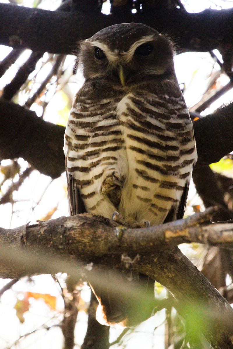 White-browed Owl - Luis Mario Arce