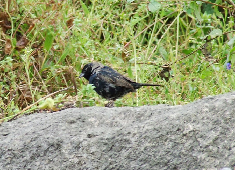 Blue-black Grassquit - ML204817631