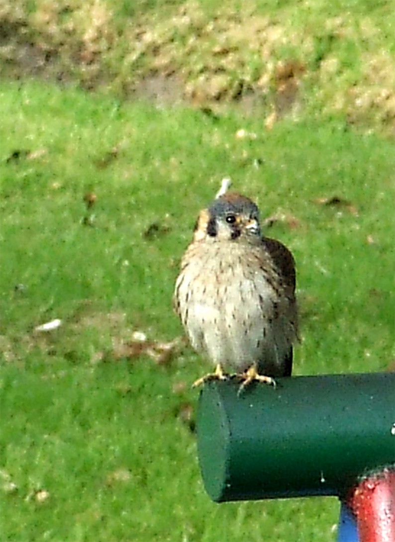 American Kestrel - ML204817671