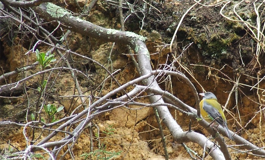 Peruvian Sierra Finch - ML204817691