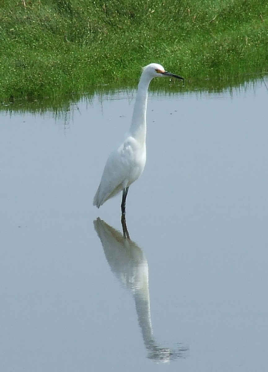 Snowy Egret - ML204817761
