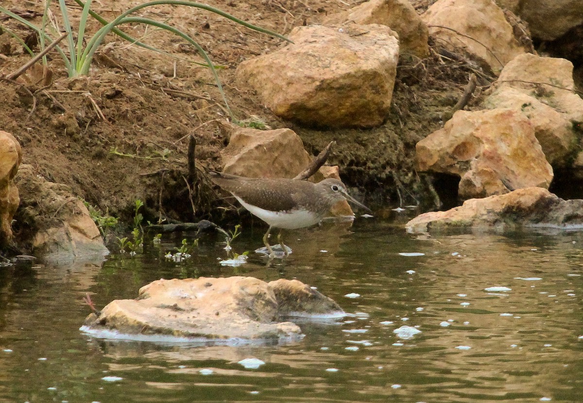 Green Sandpiper - ML204818591