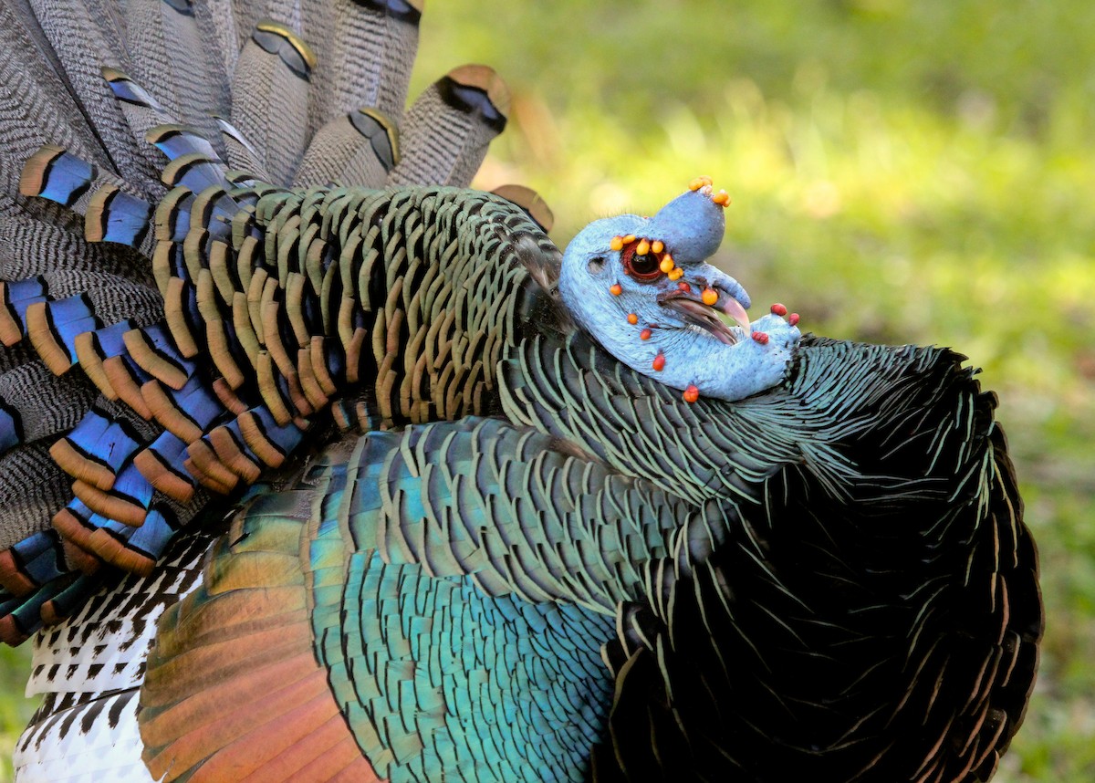 Ocellated Turkey - Luis Mario Arce