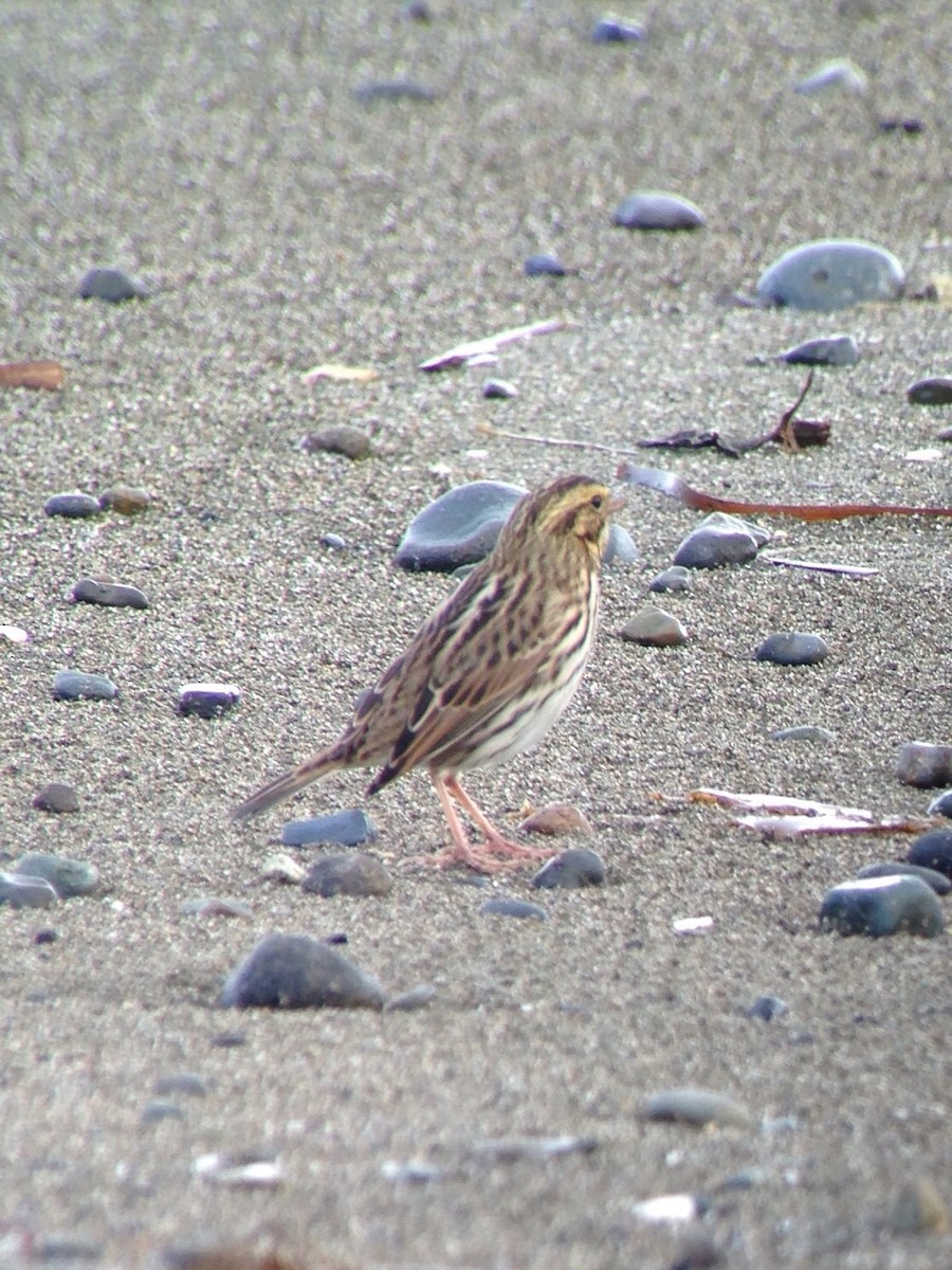 Savannah Sparrow - Carey Bergman