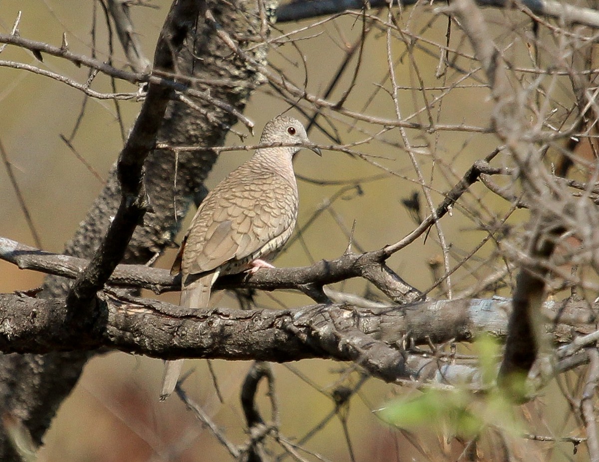 Inca Dove - ML204819031