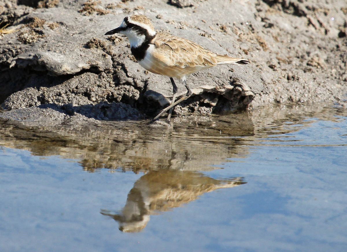 Madagascar Plover - Luis Mario Arce