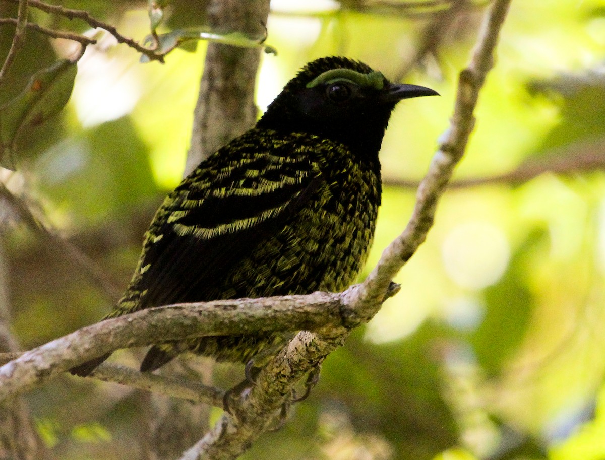 Velvet Asity - Luis Mario Arce