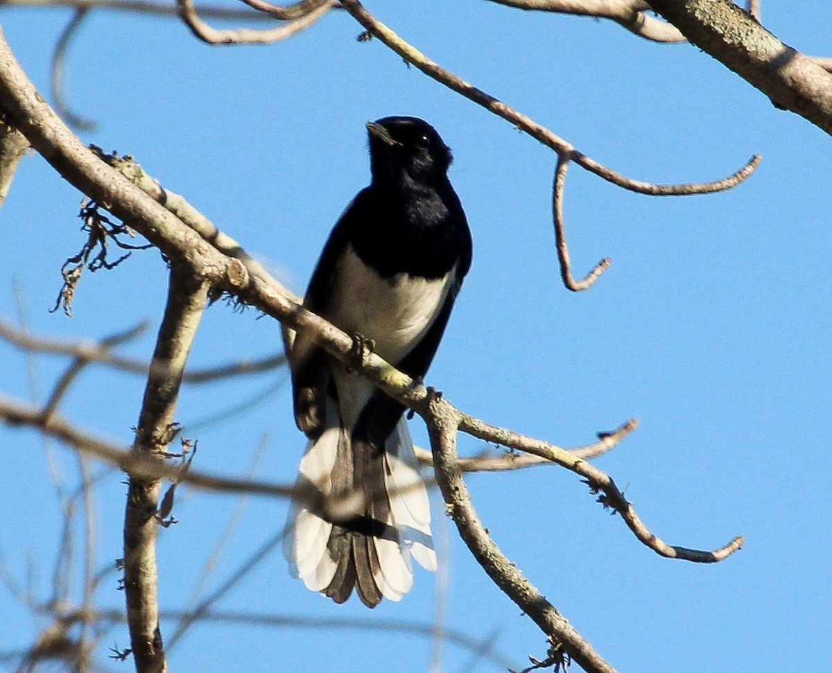 Madagascar Magpie-Robin (White-winged) - ML204819551