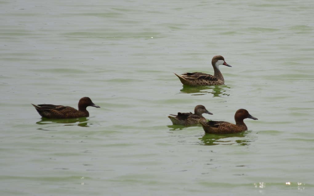 White-cheeked Pintail - ML204819661