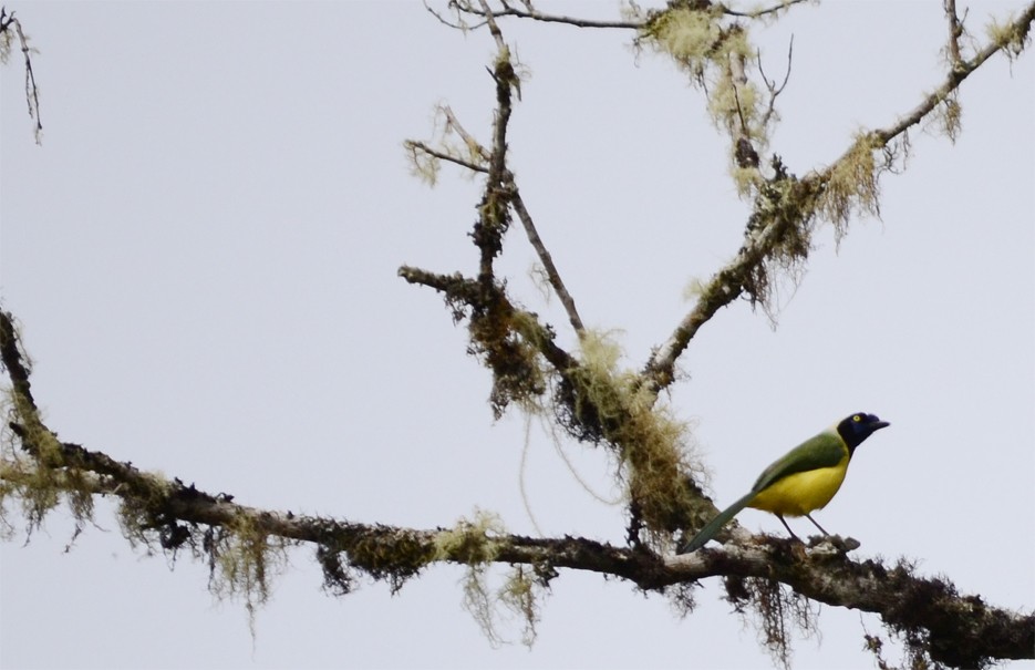 Green Jay - ML204819891