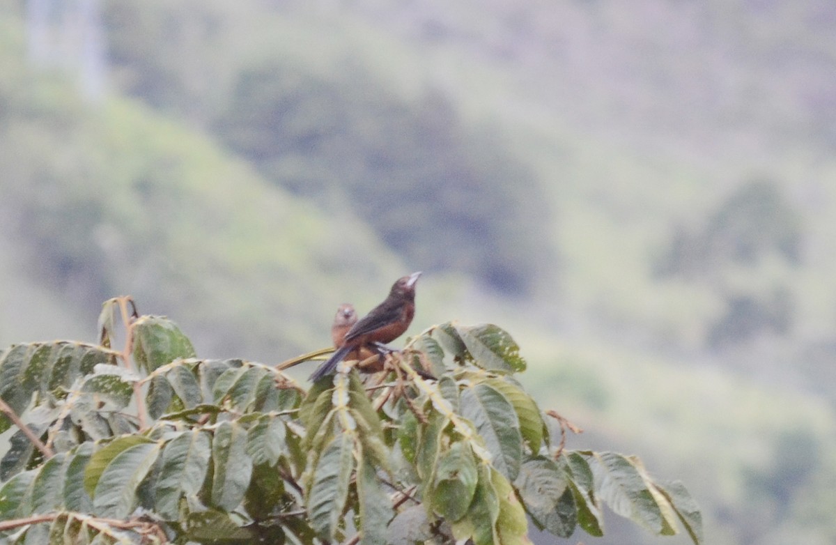 Silver-beaked Tanager - ML204819911