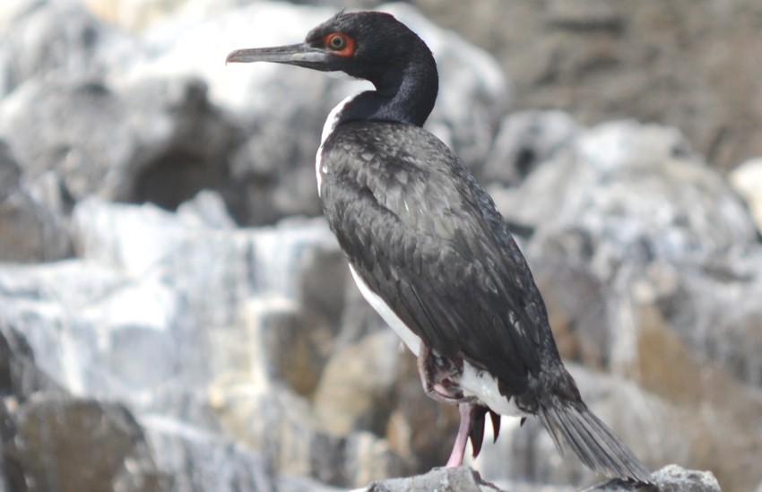Guanay Cormorant - ML204820201
