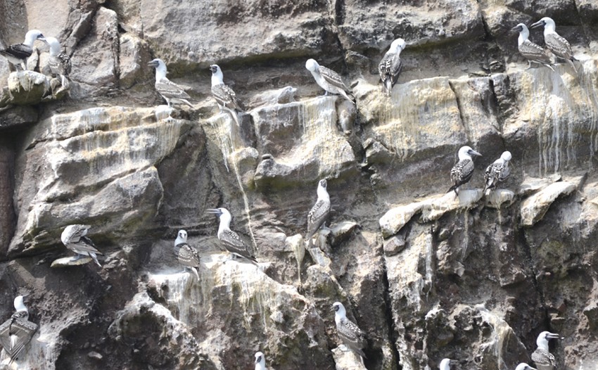 Peruvian Booby - ML204820211