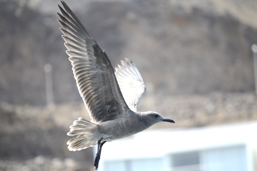 Gray Gull - ML204820231
