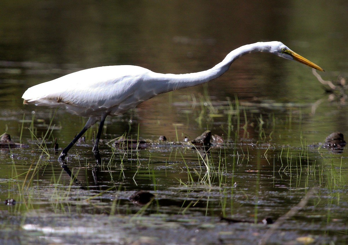 Great Egret (American) - ML204820411