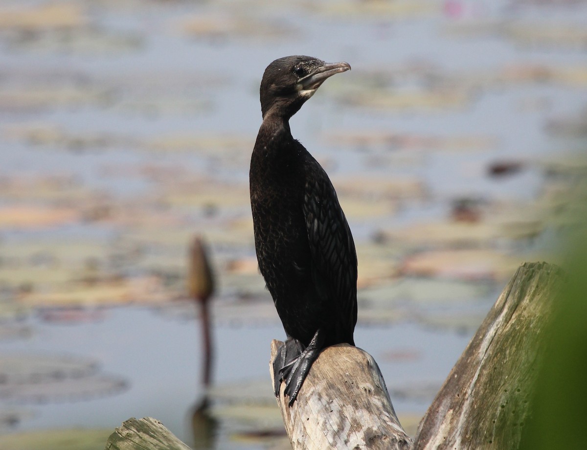 Cormorán de Java - ML204820791