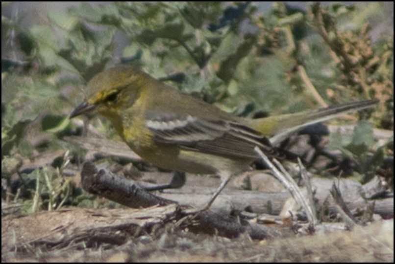 Pine Warbler - ML20482081