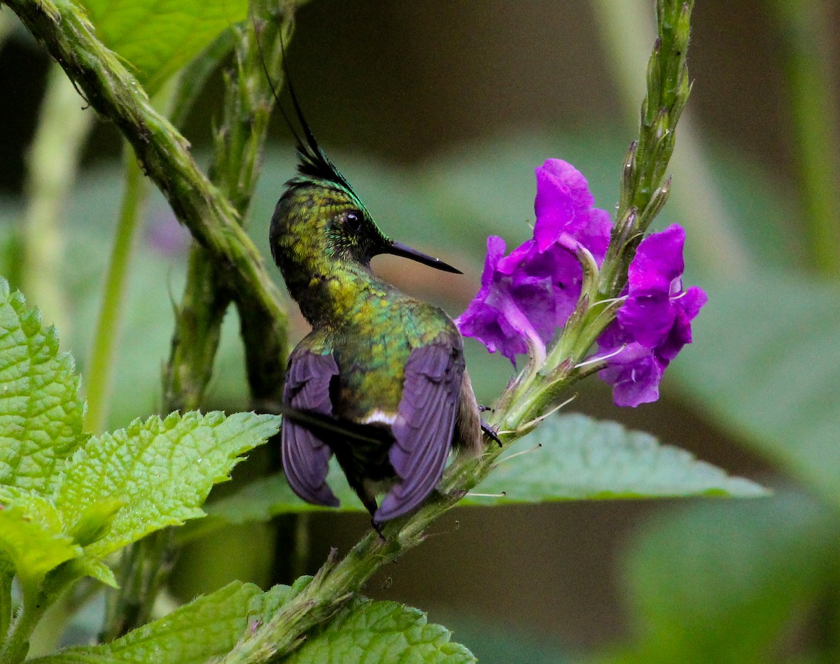 Wire-crested Thorntail - Luis Mario Arce