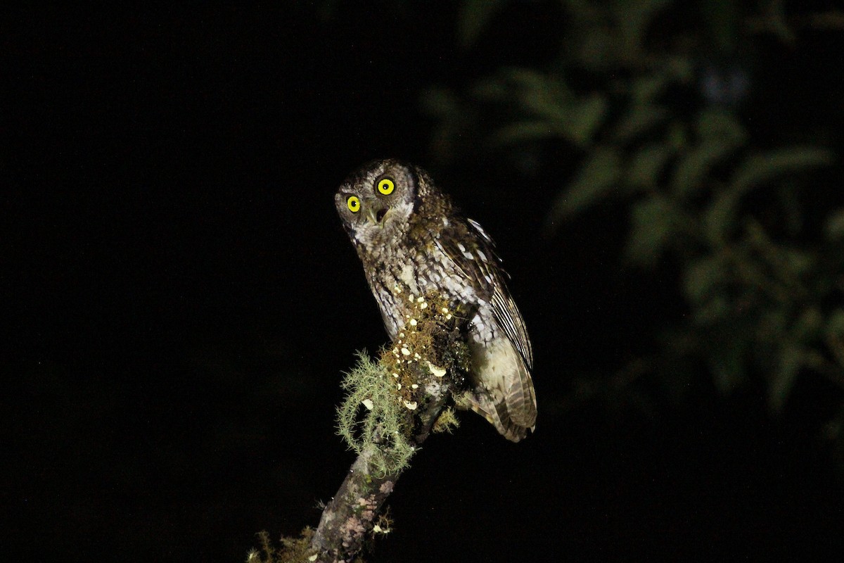 Koepcke's Screech-Owl (Koepcke's) - ML204821121