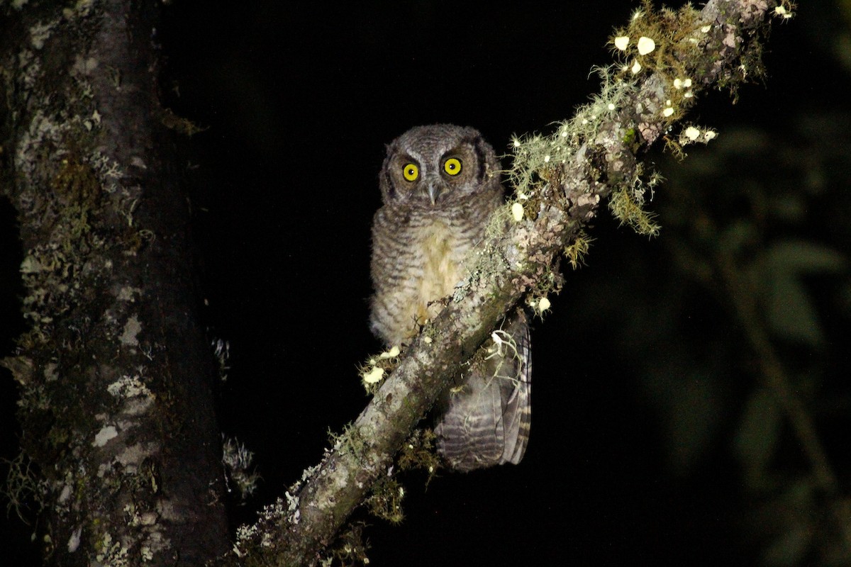 Koepcke's Screech-Owl (Koepcke's) - ML204821131