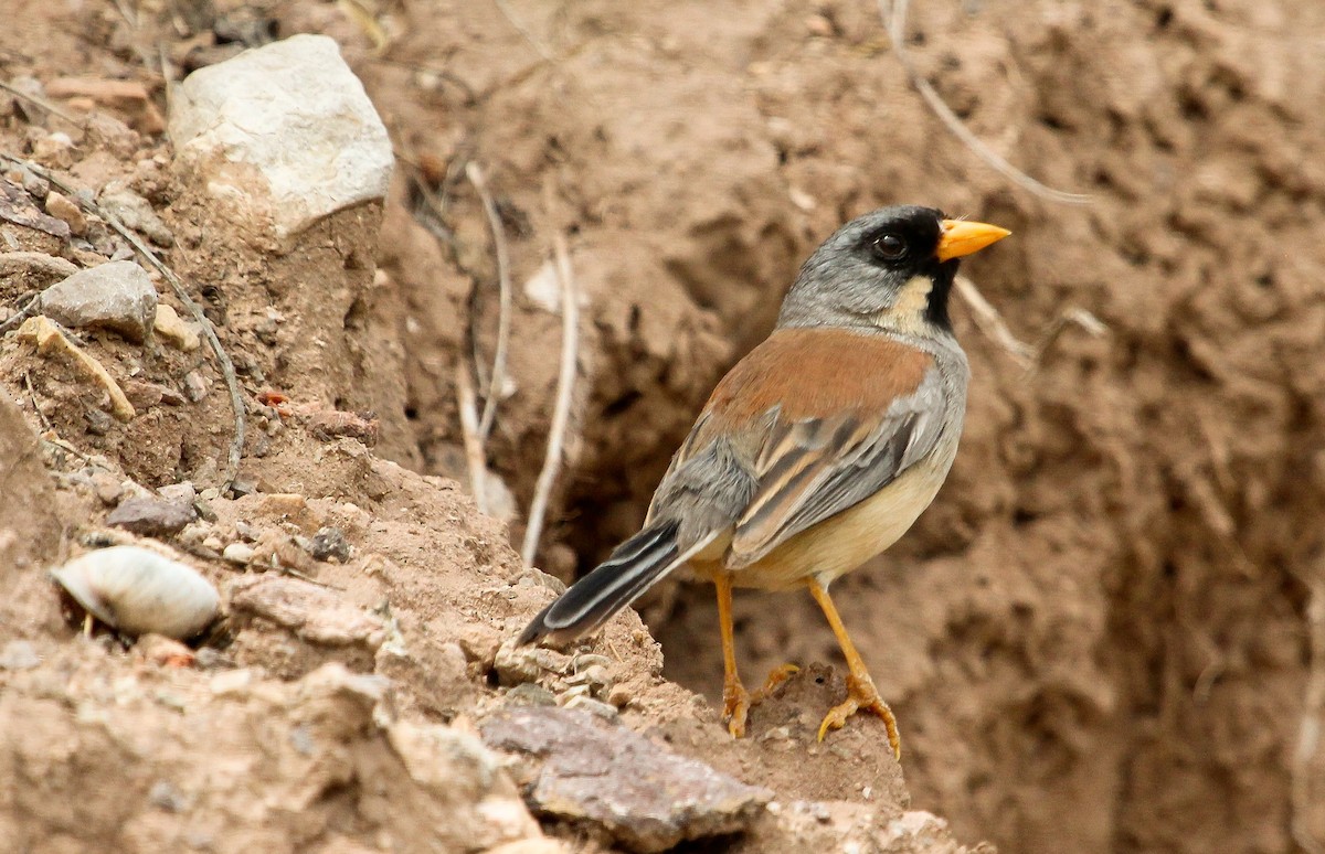 Buff-bridled Inca-Finch - ML204821311