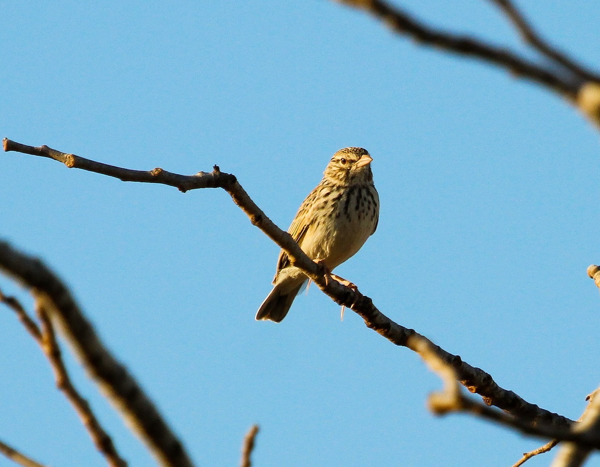 Madagascar Lark - ML204821401