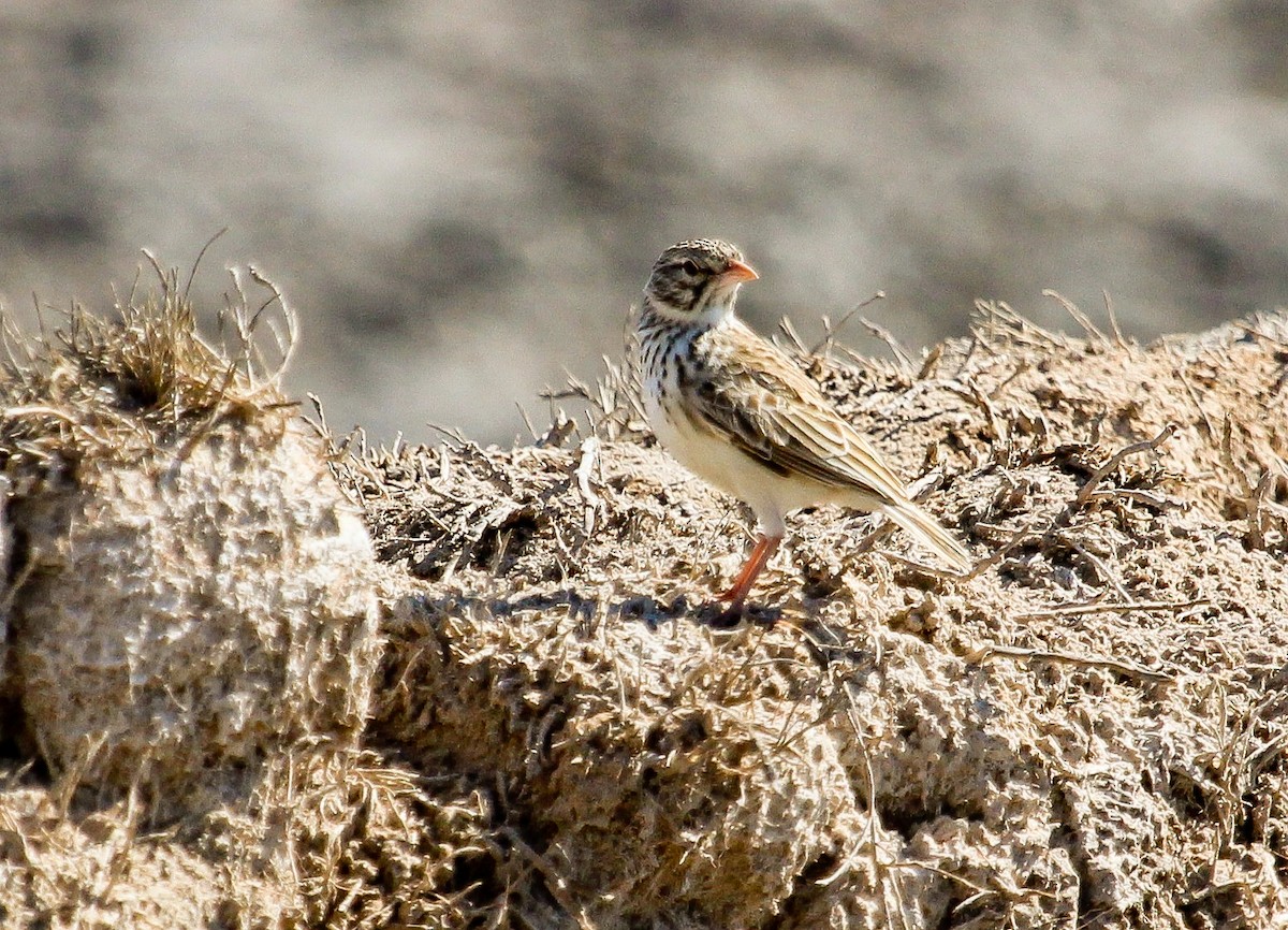 Madagascar Lark - ML204821711