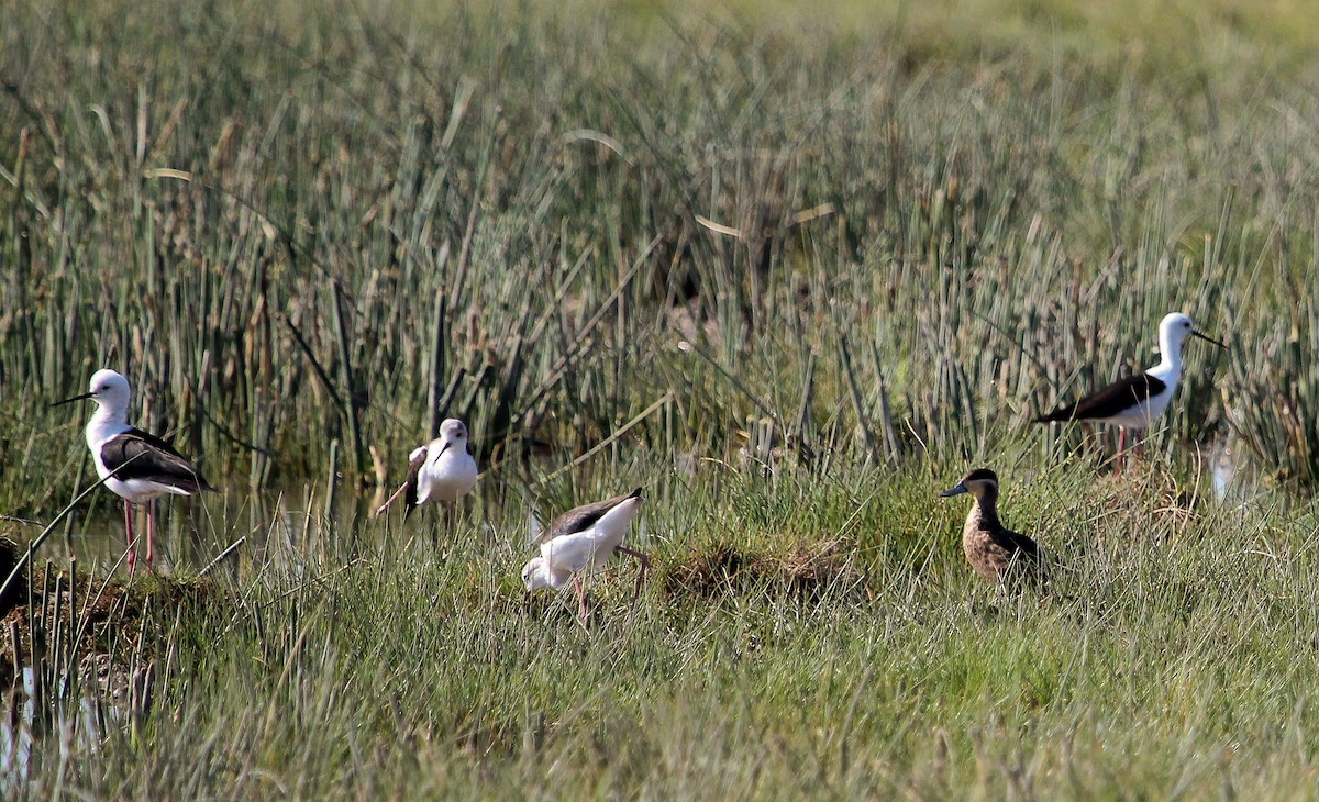 Black-winged Stilt - ML204821731