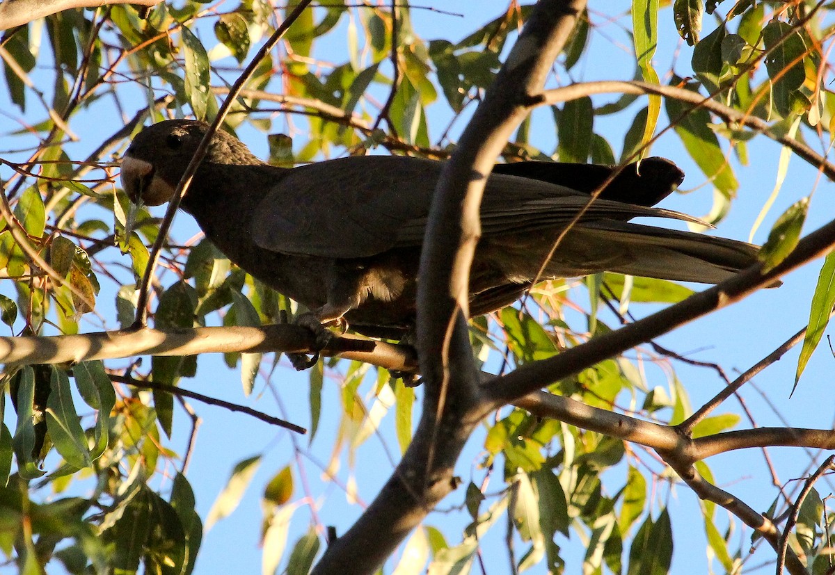 Lesser Vasa Parrot - ML204821751