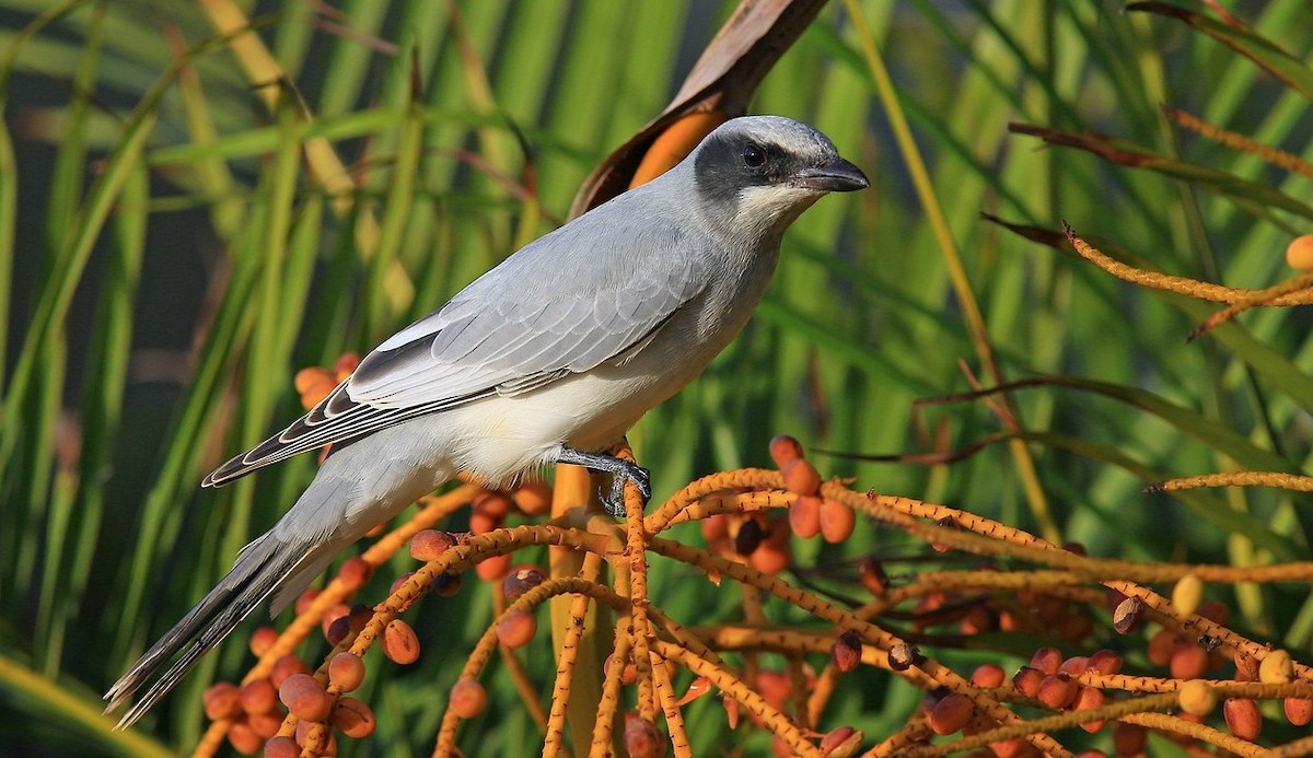 Black-faced Cuckooshrike - ML204821941