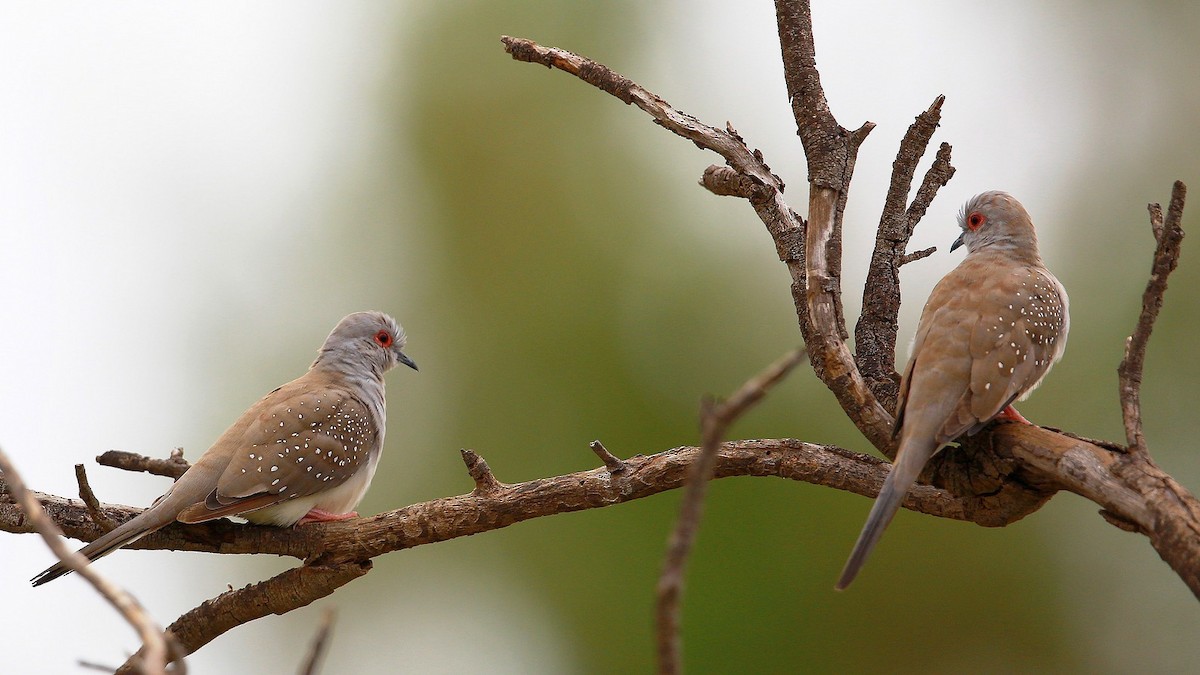 Diamond Dove - ML204821951