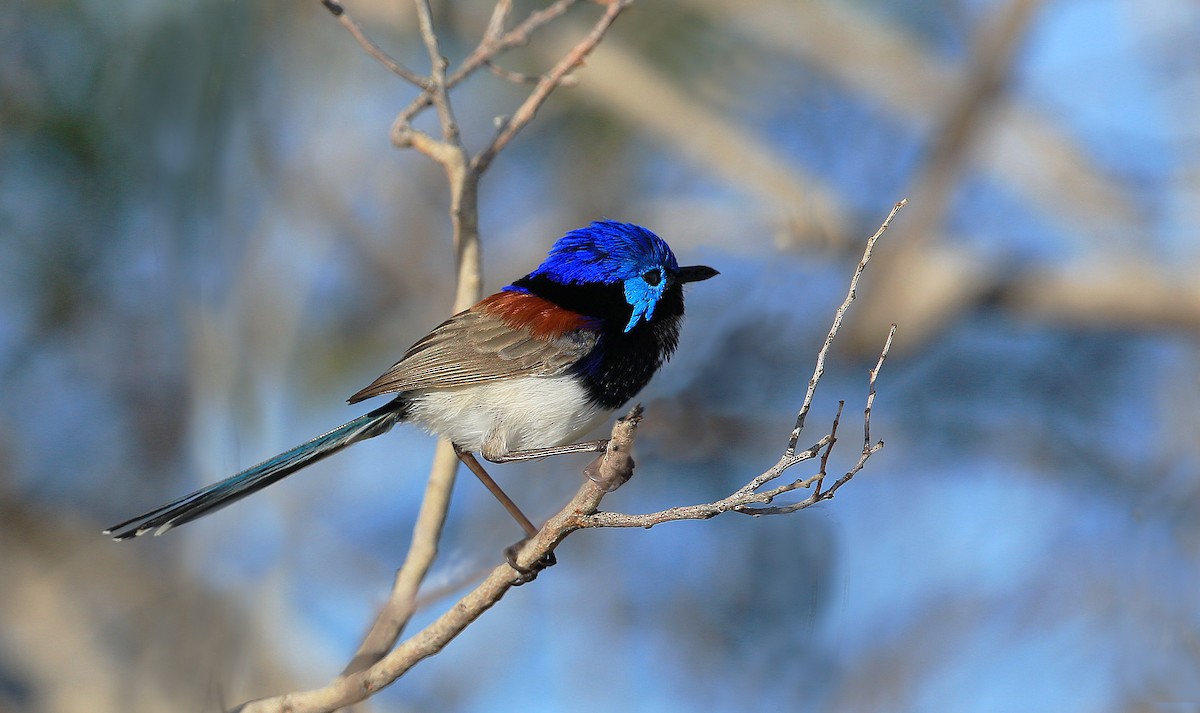 Purple-backed Fairywren (Purple-backed) - ML204822001