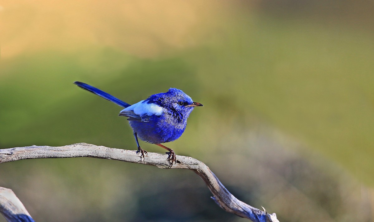 White-winged Fairywren (Blue-and-white) - Brian Huggett