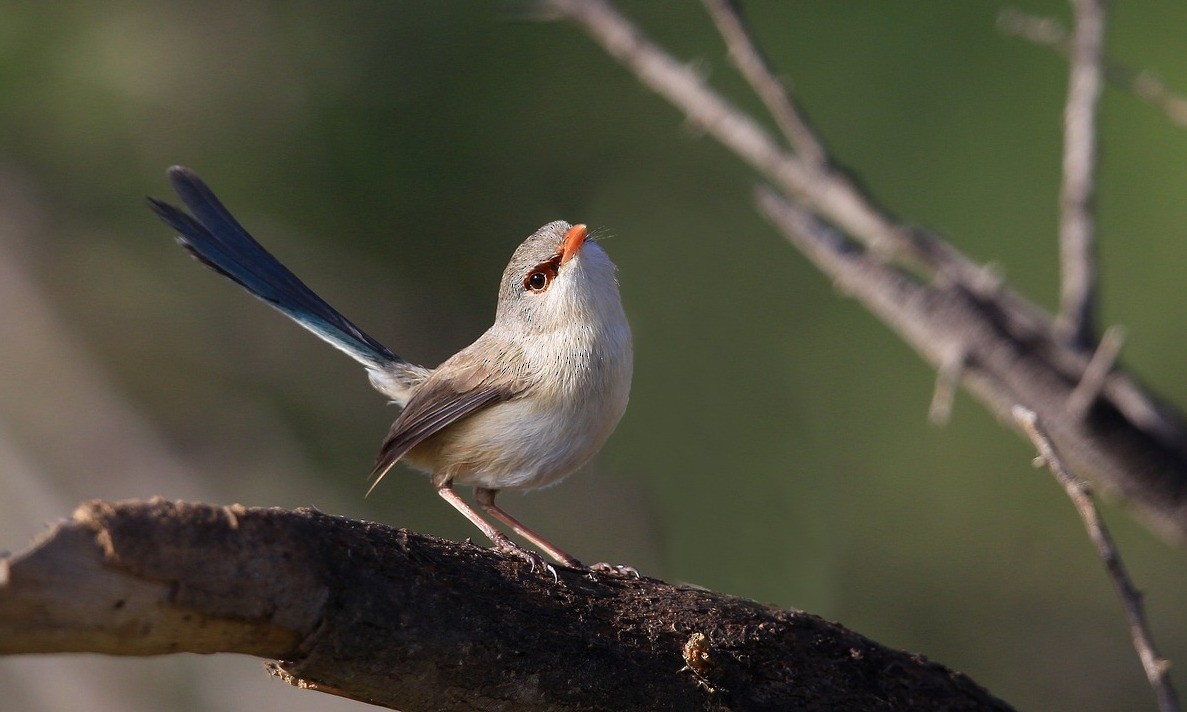 Purple-backed Fairywren (Purple-backed) - ML204822031