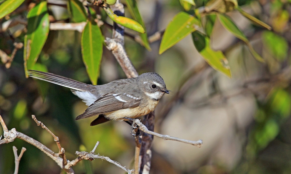 Mangrove Fantail - Brian Huggett